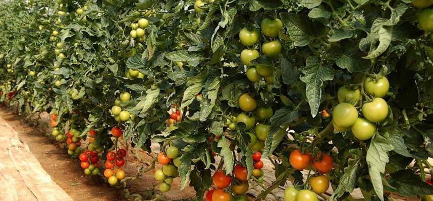 tomates-1020x600