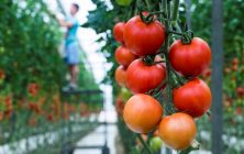 tomates-invernadero