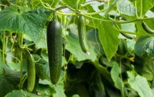 pepinos