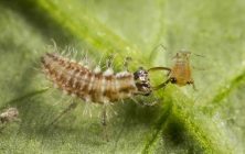 csm_Chrysoperla_carnea-24_82053348c2-1170x600