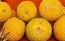 melon-galia-ok-1024x600