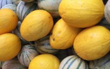 melon-marruecos-1020x600