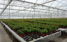 plantas-1020x600