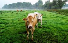 vacas-holanda-1020x600
