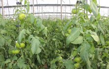 220819_Tomate-2