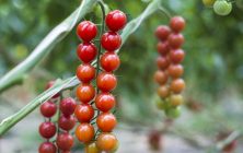 Tomates-1020x600
