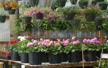 flores-y-plantas-1020x600