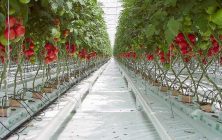 toates-holanda-ok-1024x600