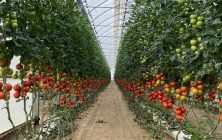 Interior-invernadero-tomate-ok