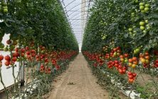 Invernadero-de-tomates-ok-1020x600