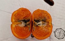 citricos-plagas-1020x600