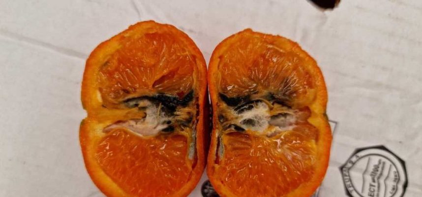 citricos-plagas-1020x600