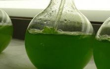 microalgas