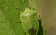 panderola