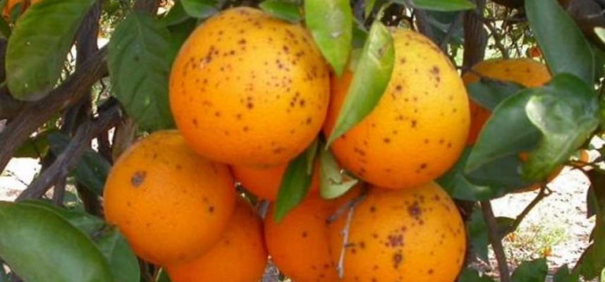 Mancha-negra-en-citricos-ok