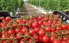 Tomate