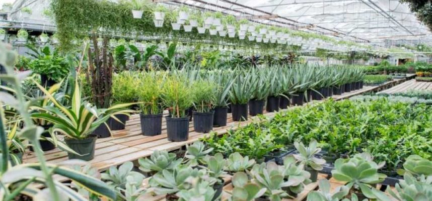 planta-ornamental-ok