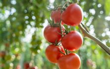tomate-Bacares-ok-1020x600
