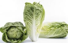 20190710_lechuga