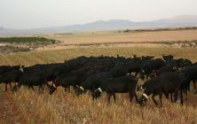 Cabras