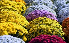 yellow-chrysanthemum-3767561_960_720-768x510