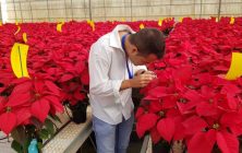control-biologico-poinsettia-768x480