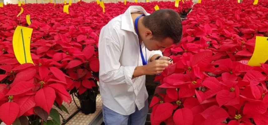 control-biologico-poinsettia-768x480