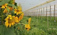 invernadero-girasol-1