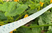 20230126_Bugline-en-calabacin-768x576