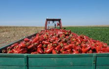 Transporte-de-alimentación-4-Tractor-pimientosok-1020x600