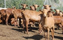 cabras