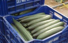 pepino-almeria-585x300-1