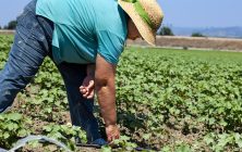 Agricultora