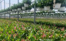 Dipladenia_COEXPHAL