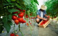 organic-food-farm-768x512