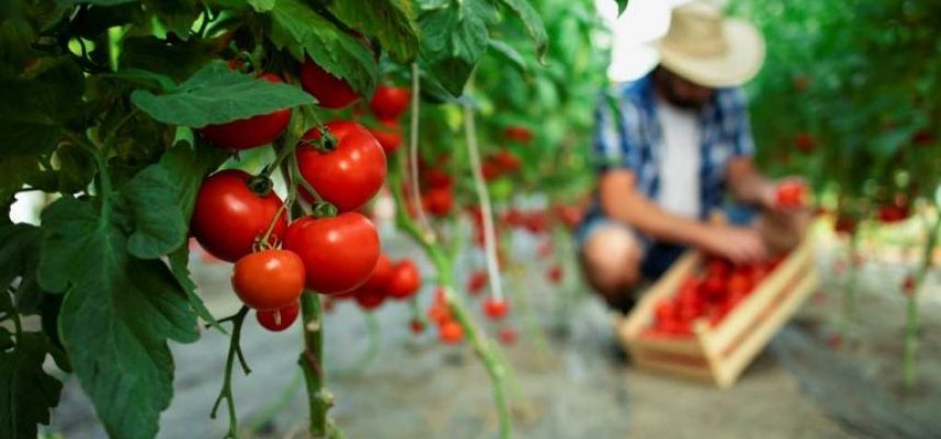 organic-food-farm-768x512