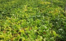 Parcela-de-melon-con-oFrass-1020x600-1
