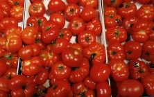 Tomates