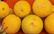 melon-galia-ok-1024x600-1