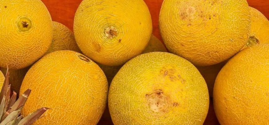 melon-galia-ok-1024x600-1