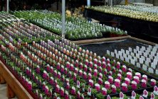 plantas-ok-1024x600