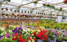 plantas
