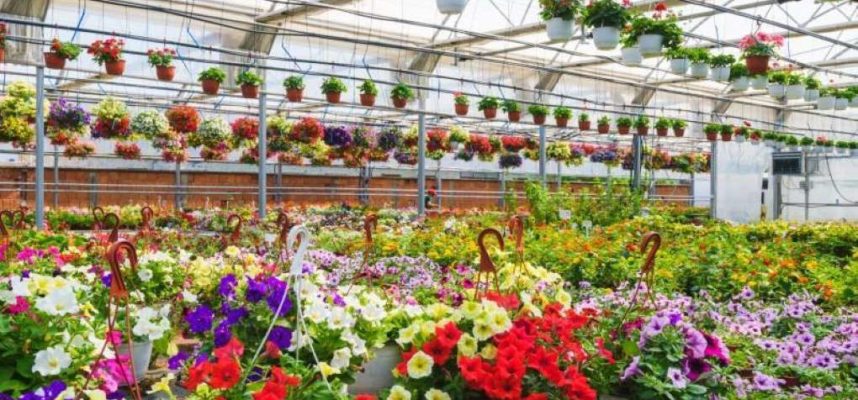 plantas