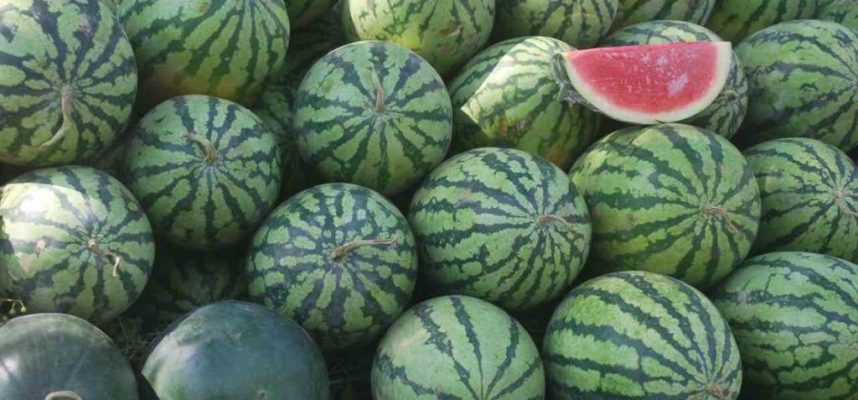 watermelons-2961279685989cR84-1170x600