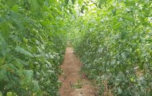 invernadero-de-tomates-1170x600