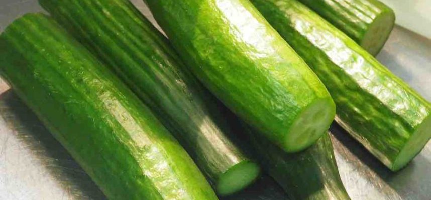 pepino-pepinos-958471-900x506