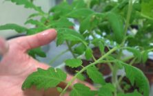 plantas-de-tomate