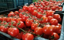 Tomate-en-cajaI
