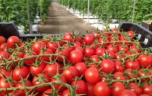 Tomates-ok-1020x600