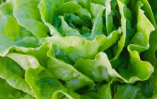 lechuga-ok